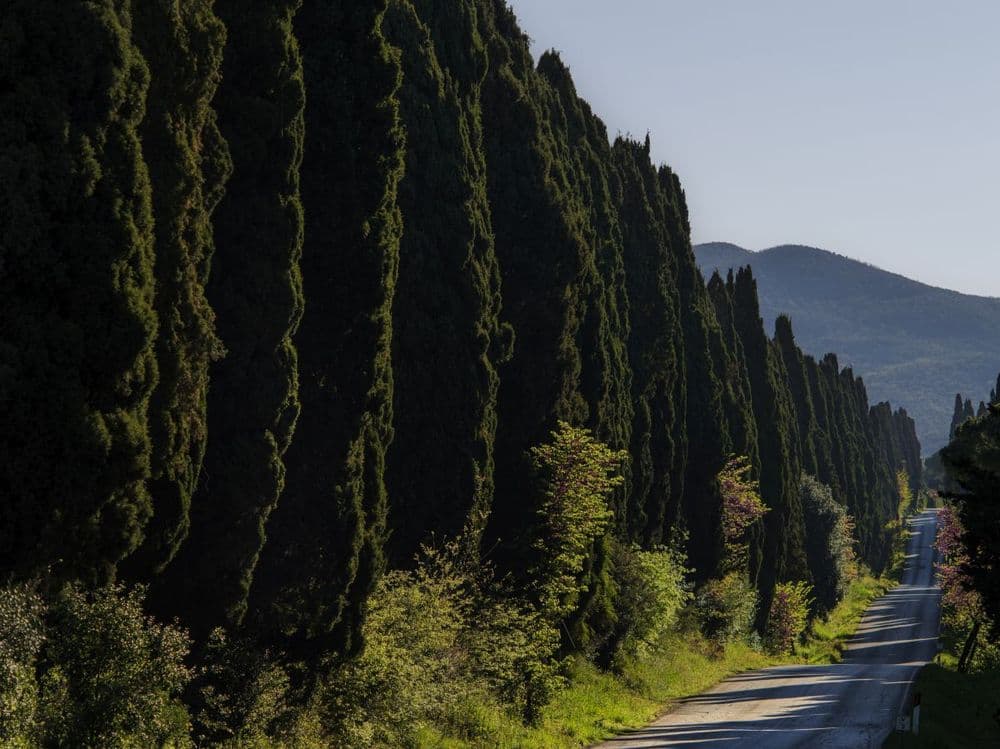 Tenuta San Guido and CNR Sign Agreement for the Future of the Viale dei Cipressi in Bolgheri