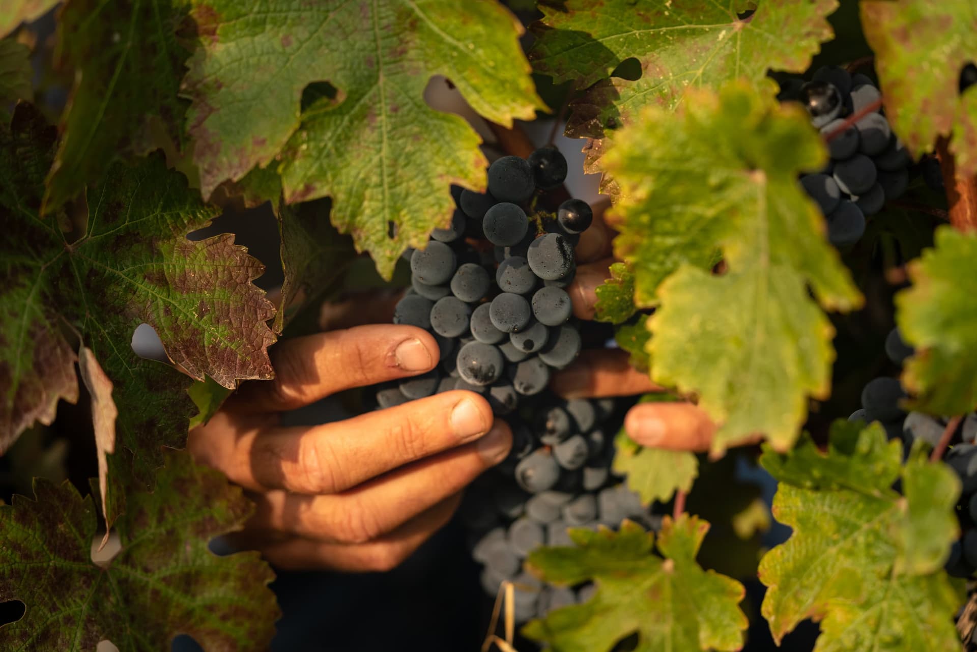 Le Difese Tenuta San Guido le-difese-tenuta-san-guido